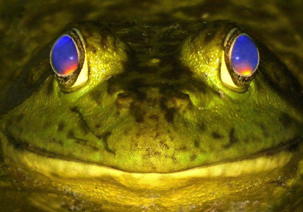 Frog at Walden Ponds
