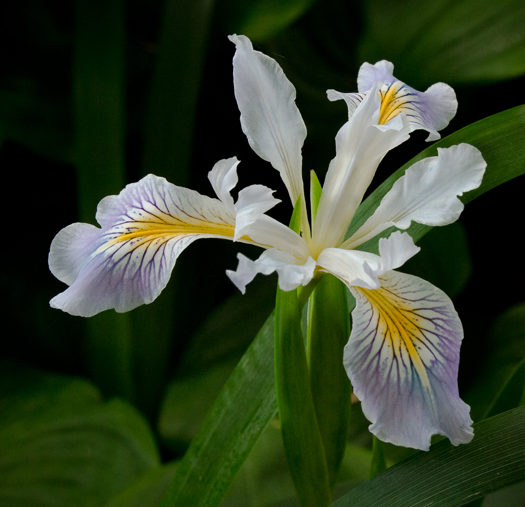 Orchid Oregon