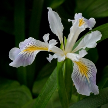 Orchid Oregon