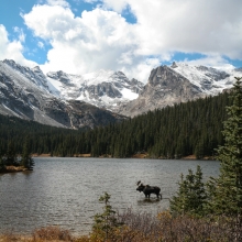 Indian Peaks Moose