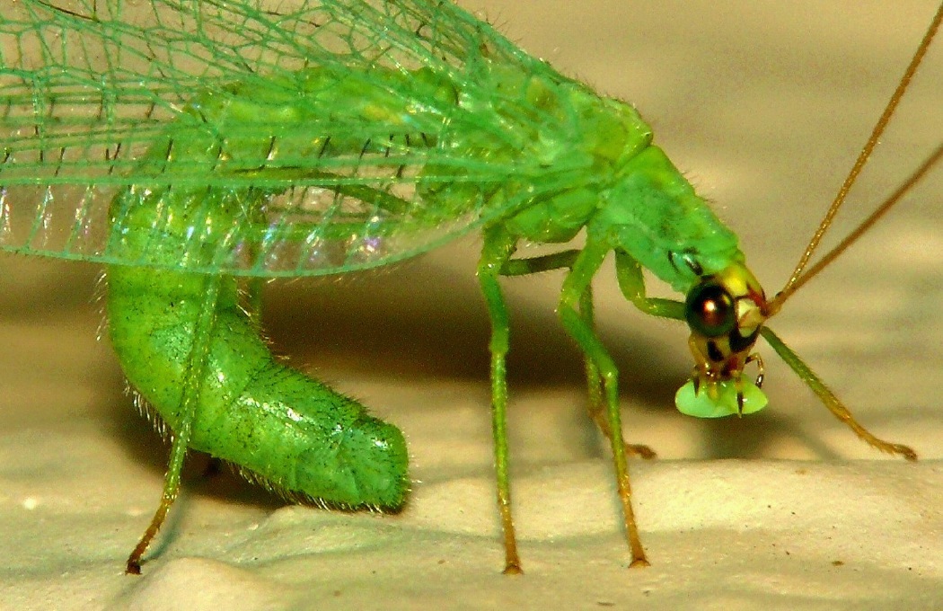 Mother Lacewing