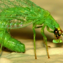 Mother Lacewing