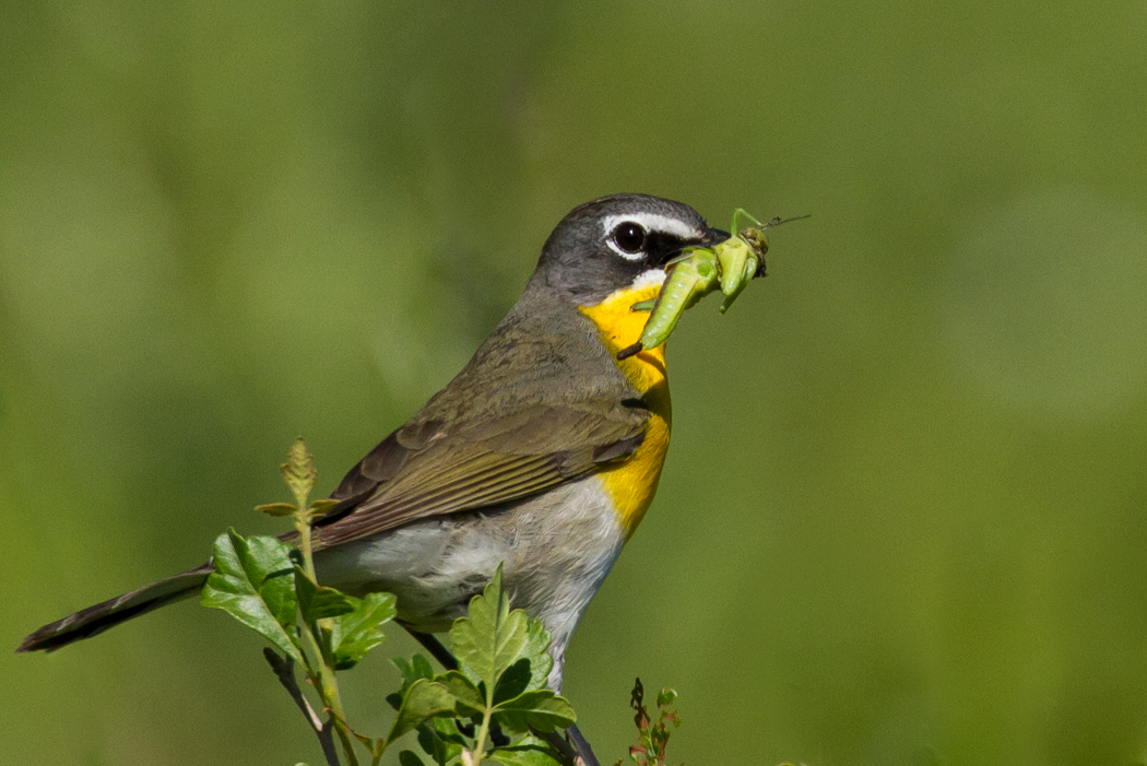 Yellow breasted Chat