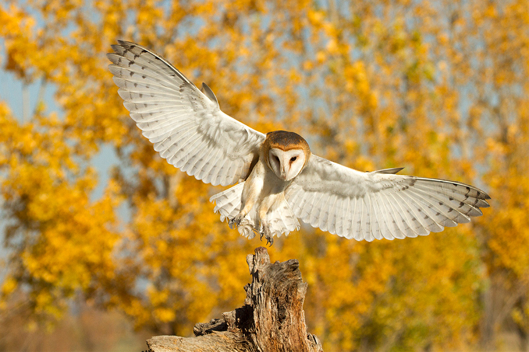 Barn Owl Landing