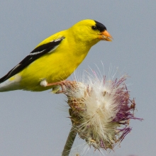 Goldfinch Feeding