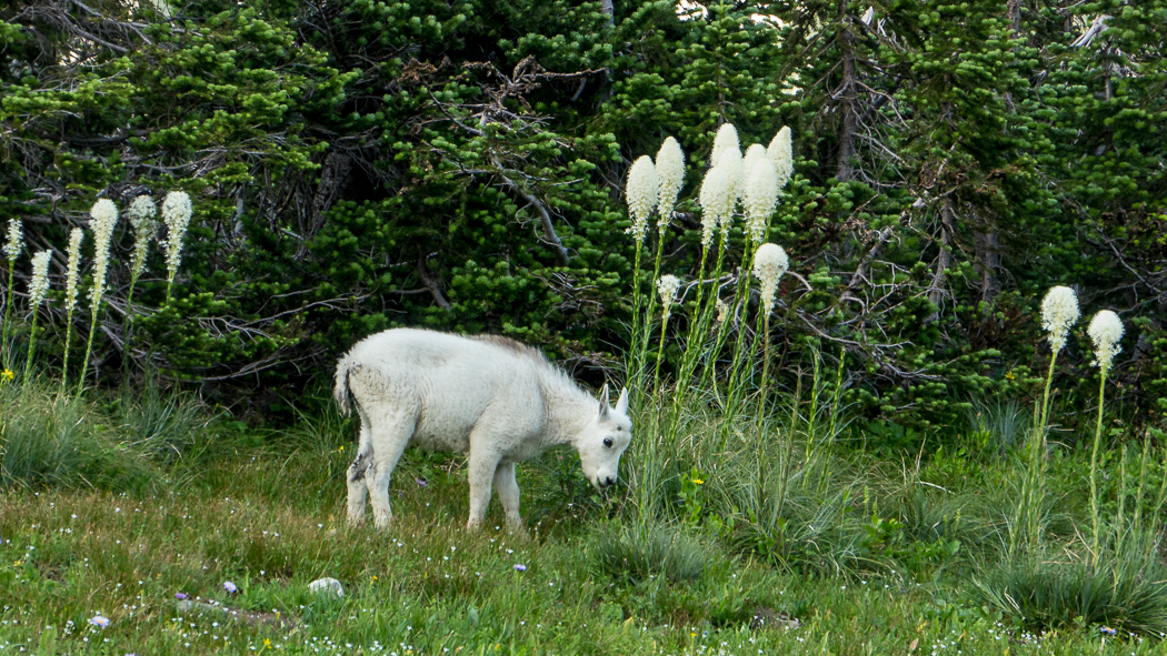 Baby Goat and Bear Grass