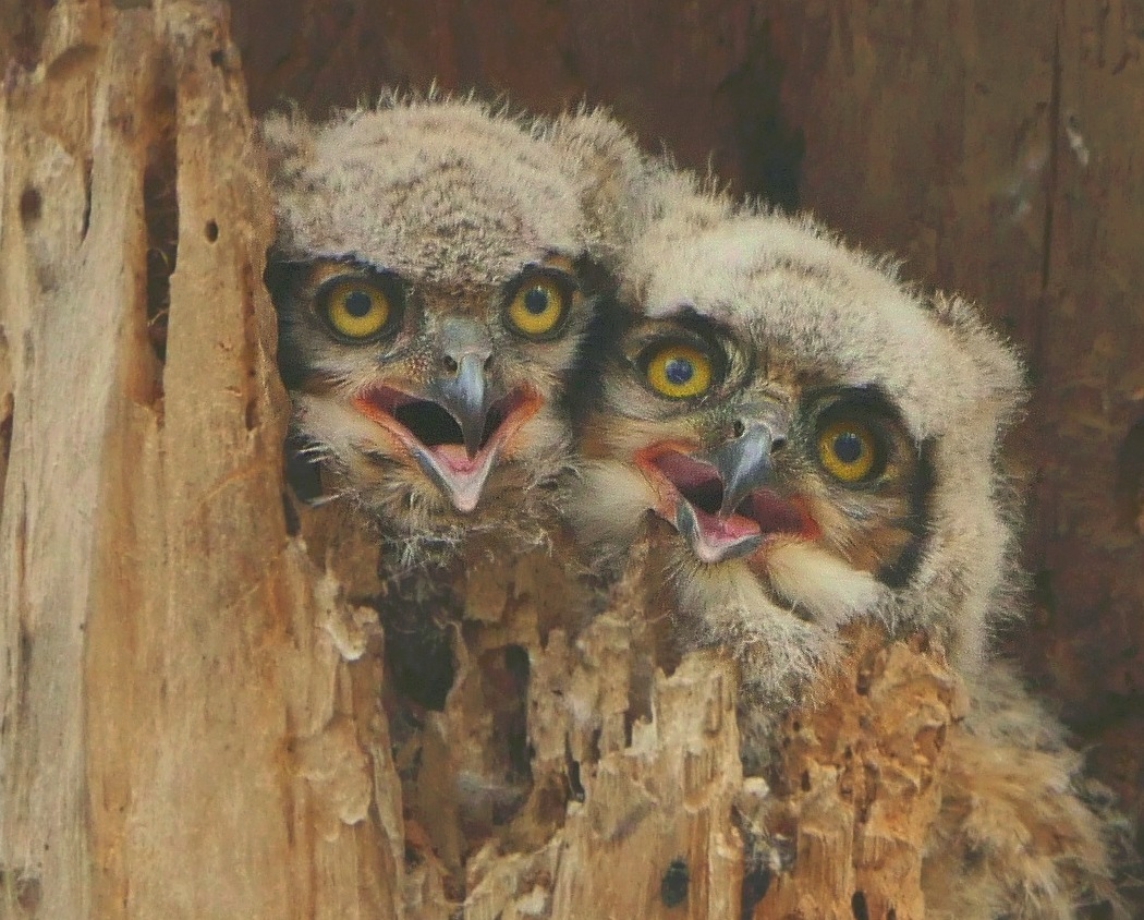 Twin Lakes Owlets